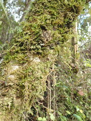 Weymouthia cochlearifolia