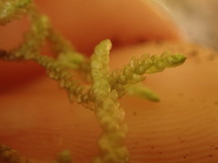 Weymouthia cochlearifolia