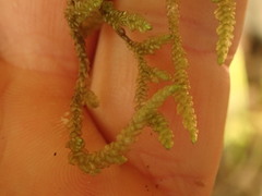 Weymouthia cochlearifolia