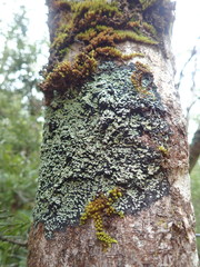 Pannaria implexa