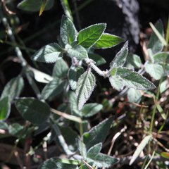 Opercularia hispida