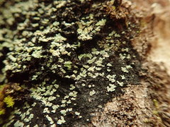 Pannaria implexa