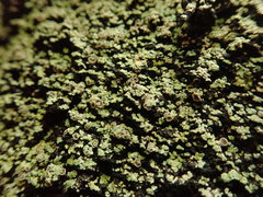 Pannaria implexa