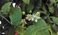 Funastrum pannosum