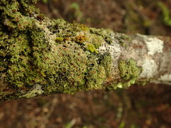 Psoroma asperellum