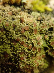 Psoroma asperellum