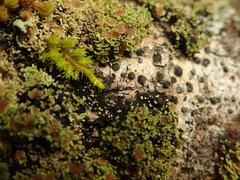 Psoroma asperellum