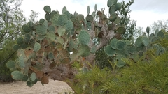 Opuntia cacanapa