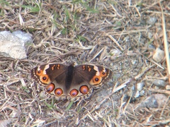 Junonia orithya orithya