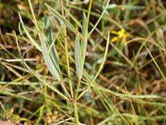 Galphimia angustifolia
