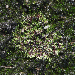 Riccia multifida
