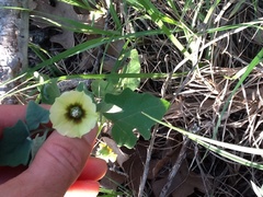 Physalis virginiana texana