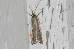 Crambus whitmerellus