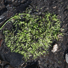 Riccia multifida