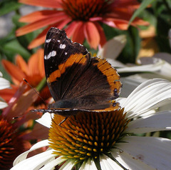 Vanessa atalanta