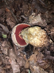 Caloboletus firmus