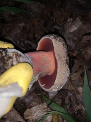 Caloboletus firmus