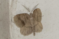 Macaria loricaria