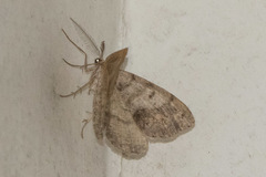 Macaria loricaria