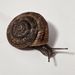 Pinaleno Mountainsnail - Photo (c) Jeff Sorensen, some rights reserved (CC BY-NC), uploaded by Jeff Sorensen