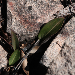 Cryptostylis leptochila
