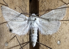 Copablepharon viridisparsa