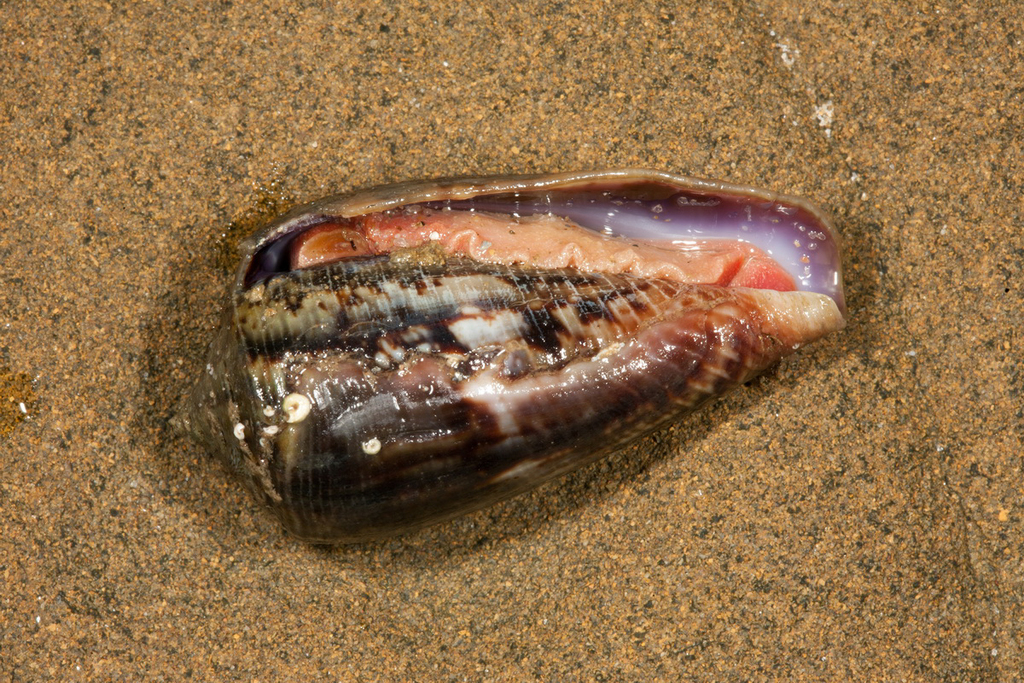 Anemone Cone