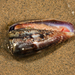 Conus anemone - Photo (c) Catching The Eye,  זכויות יוצרים חלקיות (CC BY-NC)