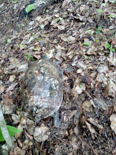 Mexican Spotted Wood Turtle, Rhinoclemmys rubida