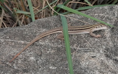 Aspidoscelis sonorae