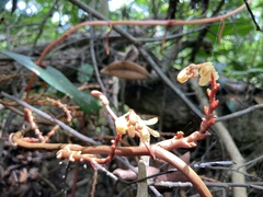 Erythrorchis altissima