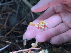 Erythrorchis altissima