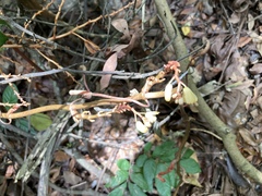 Erythrorchis altissima