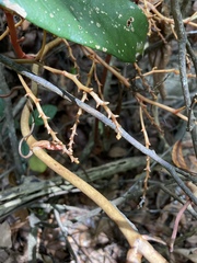 Erythrorchis altissima