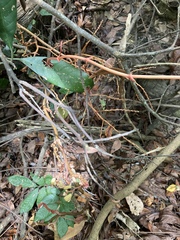 Erythrorchis altissima