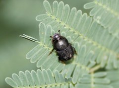 Onthophagus cyanellus