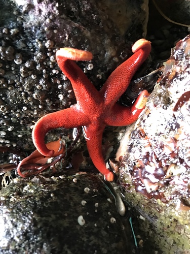 Henricia leviuscula