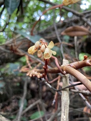 Erythrorchis altissima