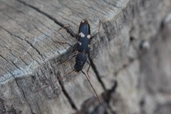 Phoracantha punctata