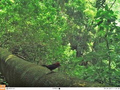 Spermophaga ruficapilla