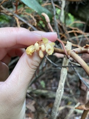 Erythrorchis altissima