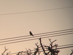 Corvus macrorhynchos connectens