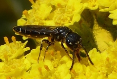 Krombeinopyga pumila