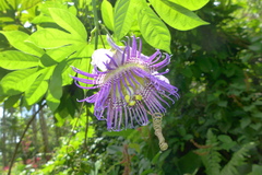 Passiflora serratodigitata