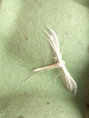 Pterophorus pentadactyla