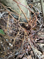 Erythrorchis altissima