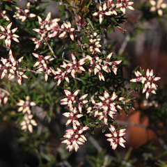Acrothamnus melaleucoides