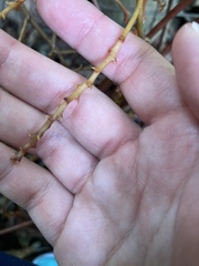 Erythrorchis altissima