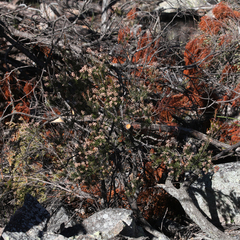 Acrothamnus melaleucoides