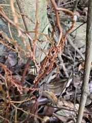 Erythrorchis altissima